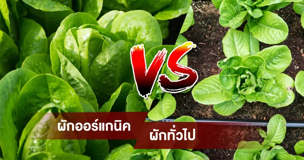 ผักออร์แกนิก