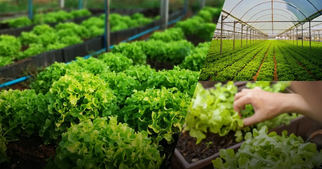 ผักออร์แกนิก2